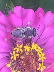 Megachile centuncularis