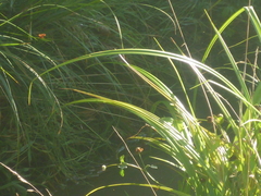 Carex