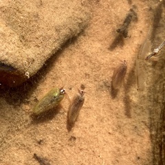 Leptestheria compleximanus