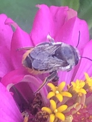 Megachile centuncularis