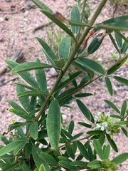 Lespedeza capitata