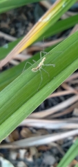 Zelus renardii