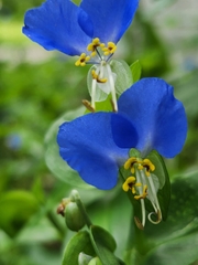 Commelina communis