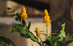 Senna didymobotrya
