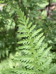 Myriopteris alabamensis