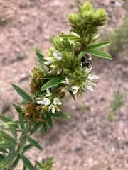 Lespedeza capitata