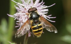 Sericomyia silentis