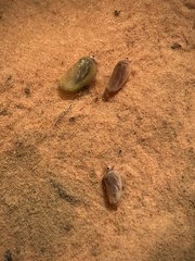 Leptestheria compleximanus