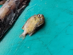 Actinopterygii