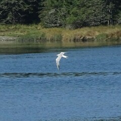 Sterna hirundo