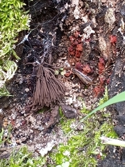 Metatrichia vesparium