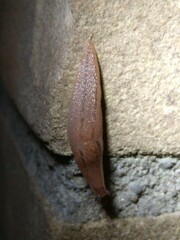 Ambigolimax valentianus
