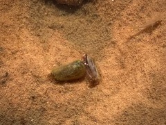 Leptestheria compleximanus