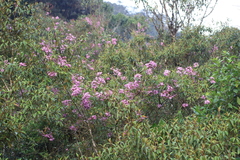 Dichaetanthera corymbosa