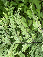 Myriopteris alabamensis