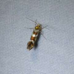 Argyresthia goedartella