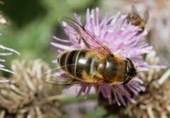 Eristalis pertinax