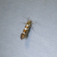 Argyresthia goedartella