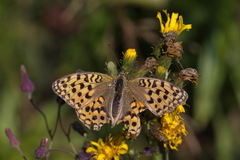 Argynnis