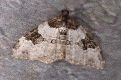 Xanthorhoe fluctuata