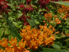 Physocephala tibialis