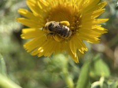 Apinae