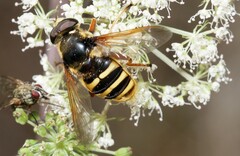 Sericomyia silentis