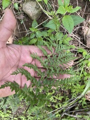 Myriopteris alabamensis