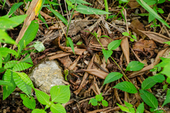 Coniophanes lateritius