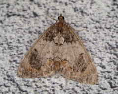 Dysstroma latefasciata