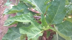 Zonocerus variegatus