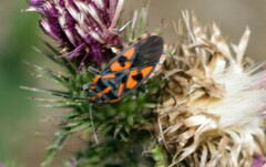 Spilostethus saxatilis