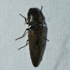 Orthostethus infuscatus