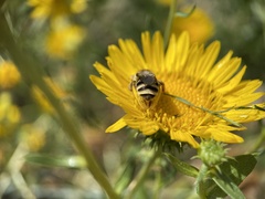 Apinae