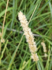 Melica transsilvanica