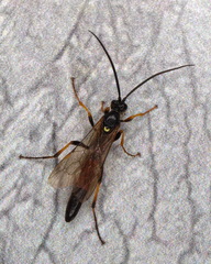 Ichneumonina