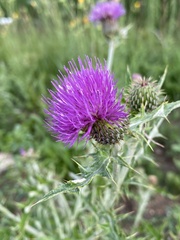 Cirsium flodmanii