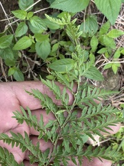 Myriopteris alabamensis