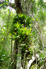 Epidendrum ciliare