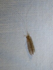 Oecetis lacustris