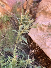 Cirsium arizonicum