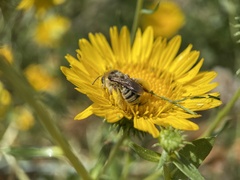 Apinae