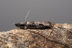 Mompha sturnipennella