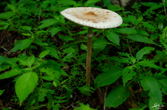 Macrolepiota