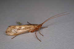 Limnephilus