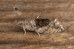 Epinotia nisella