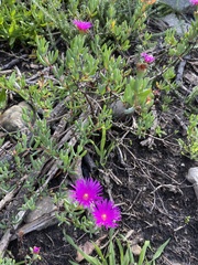 Lampranthus
