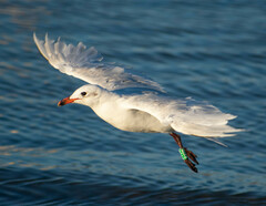 Ichthyaetus melanocephalus