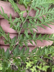 Myriopteris alabamensis