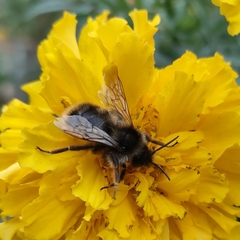 Bombus rupestris